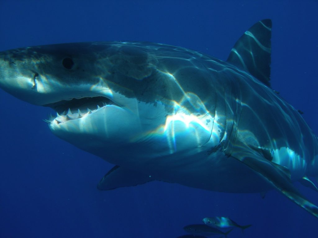 ダイビング中 サメに襲われる衝撃事故10選 動画もあります せなログ