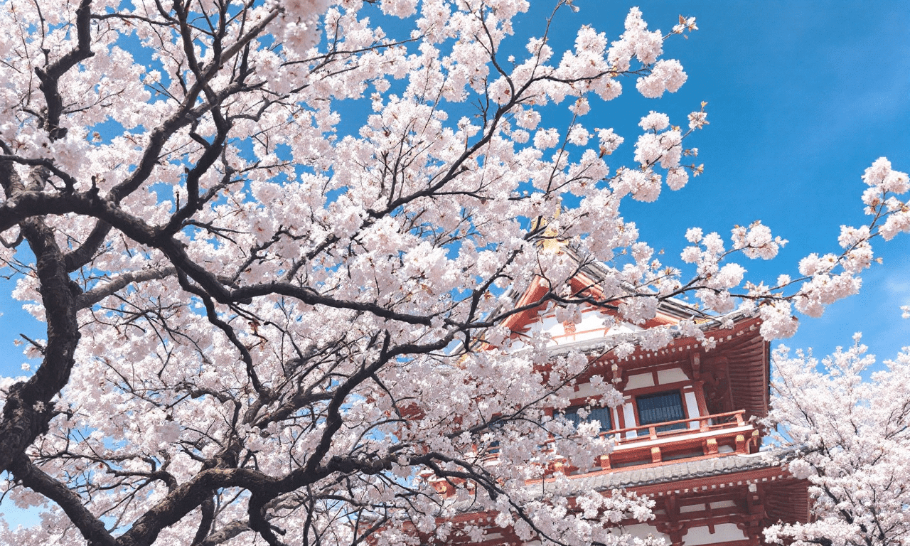 桜を見逃すな！2025年日本全国花見スポットトップ15があなたを待っている！