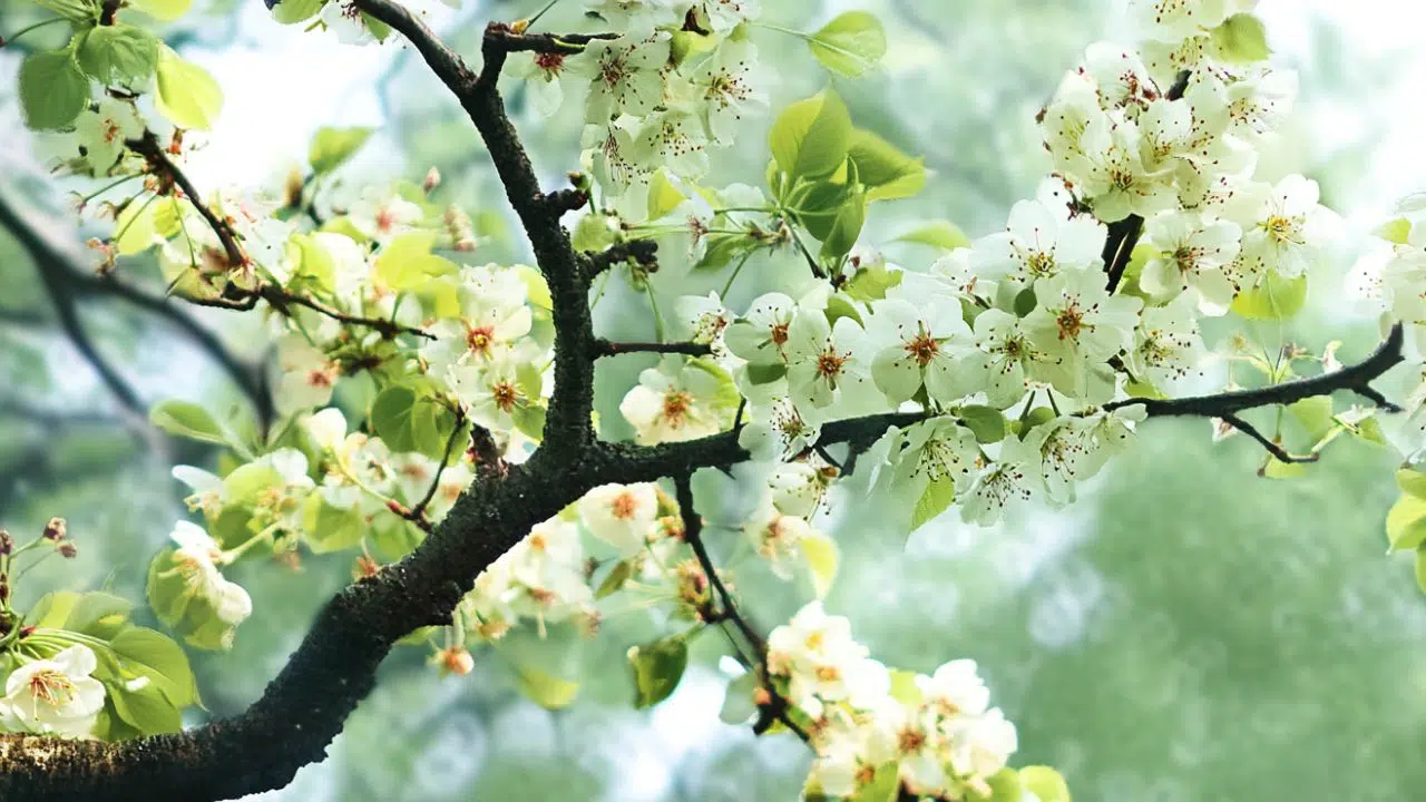 この桜、見たことない！？御衣黄で驚くべき春の体験を